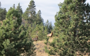 elk montana golder ranch