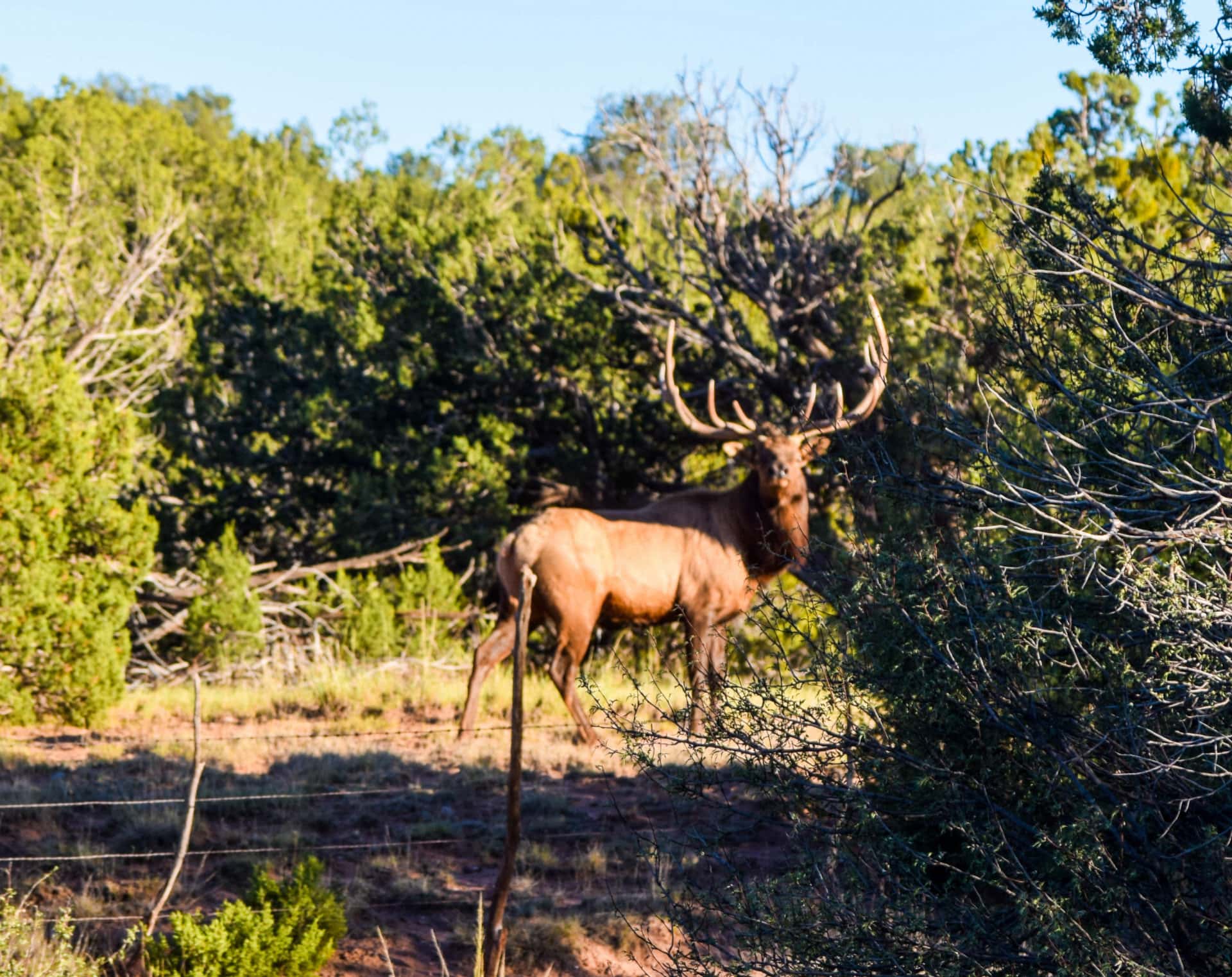 hazy bull elk socorro county new mexico chupadera ranch