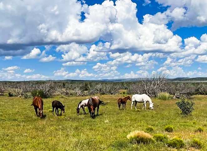 horse clouds new mexico chupadera ranch