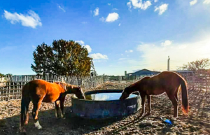 horses to water new mexico chupadera ranch