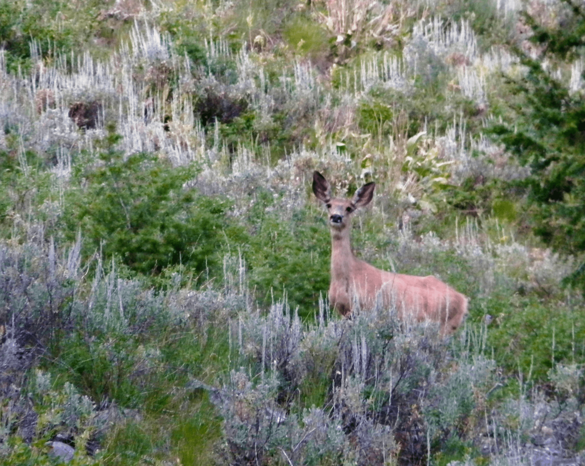 mule deer doe Idaho branch keyhole ranch Modified