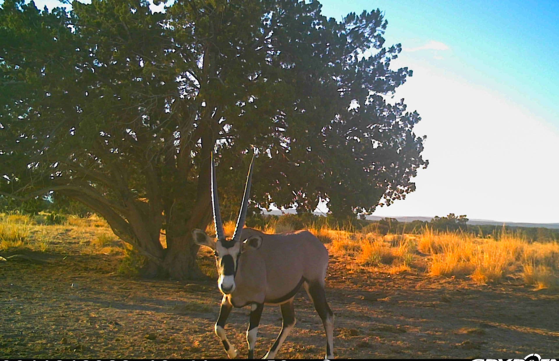 Oryx at sunrise Game Camera new mexico Chupadera Ranch