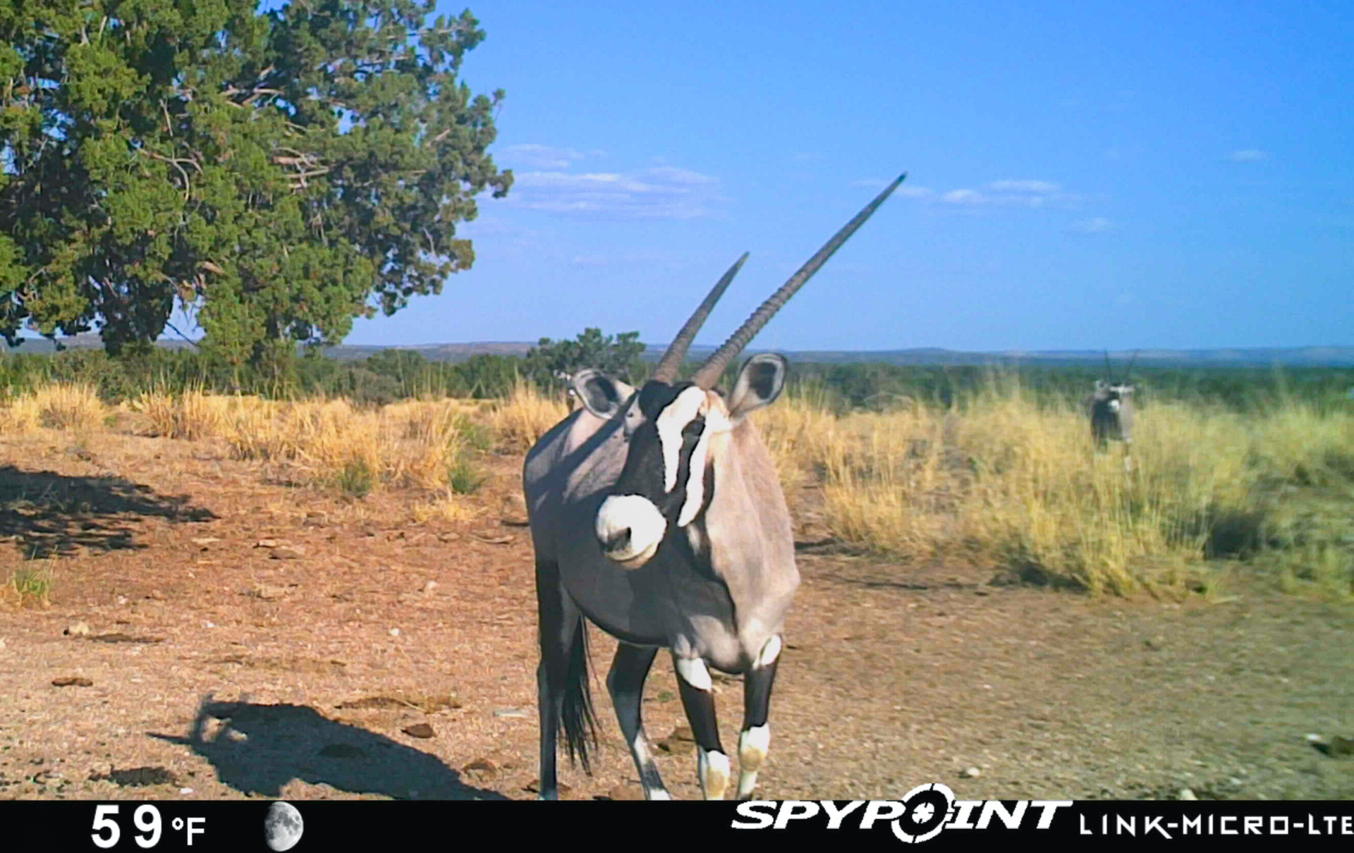 oryx face game cam socorro county new mexico chupadera ranch