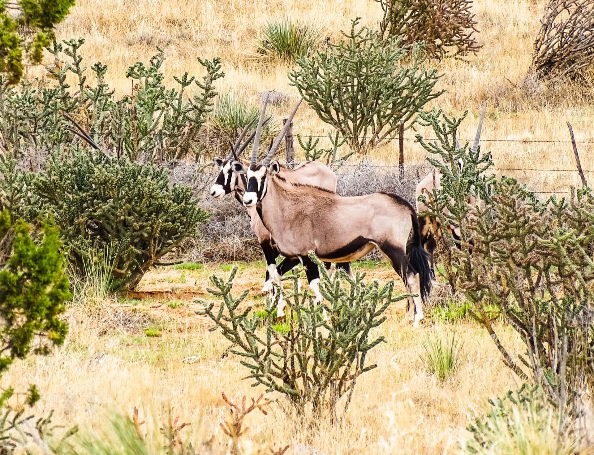 oryx herd new mexico Chupadera Ranch