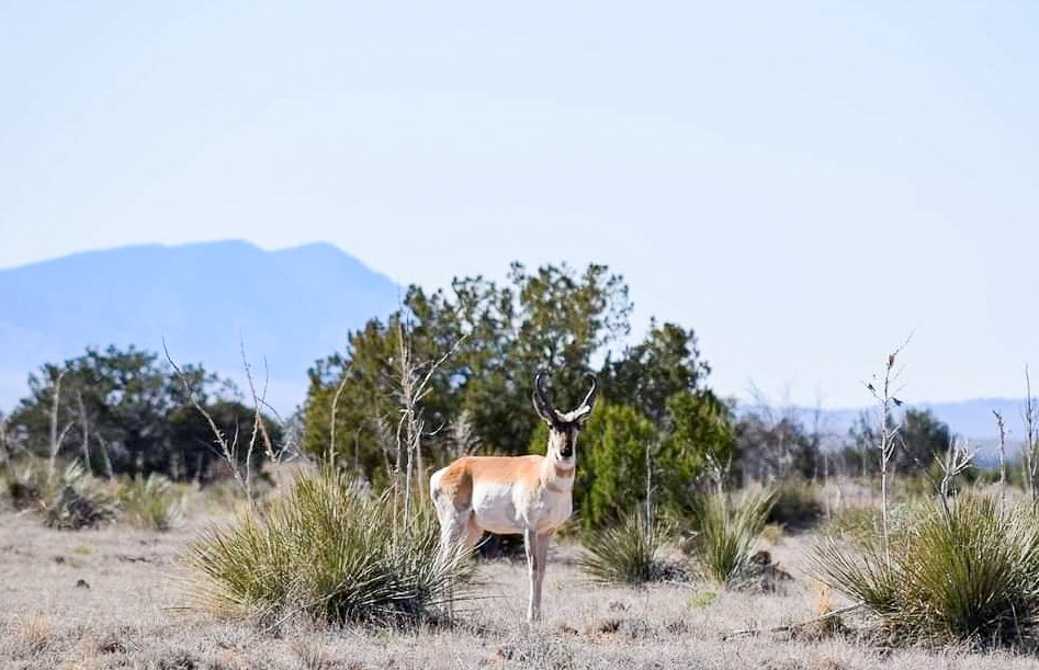 pronghorn antelope buck new mexico chupadera ranch