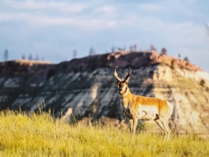 trophy antelope montana golder ranch