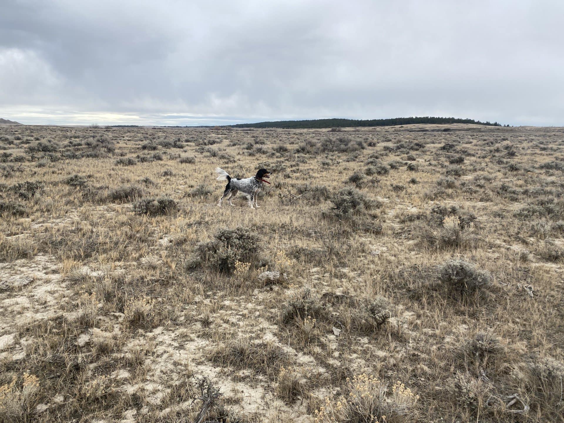 upland bird hunting montana paradise coulee ranch