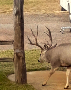 wildlife deer montana golder ranch