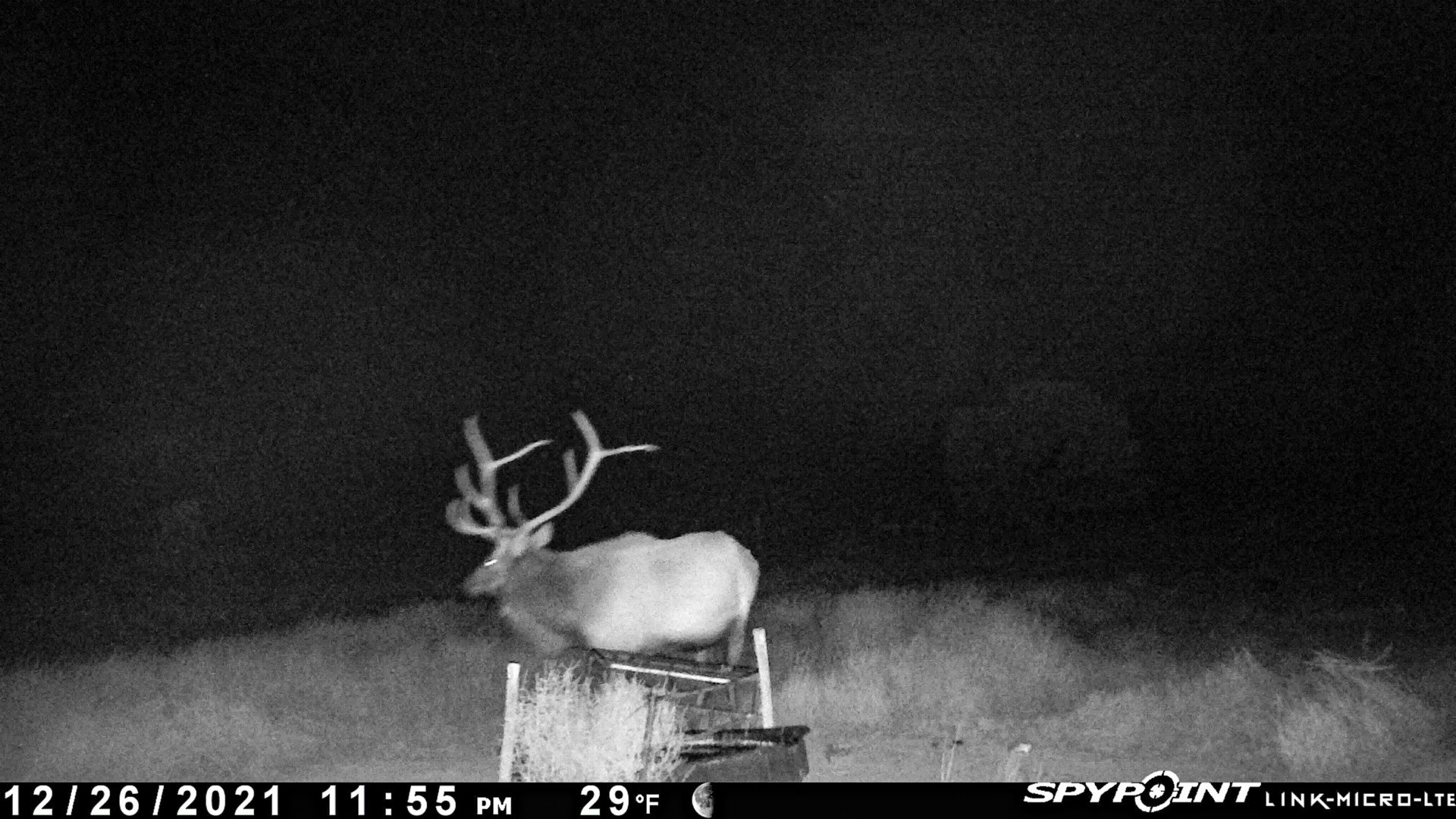 Bull Elk Game Camera Socorro County New Mexico The Eason Ranch