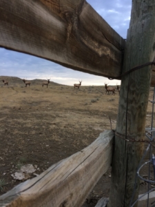 Bunch of Bull Elk Montana Missouri River Breaks Square Butte Ranch