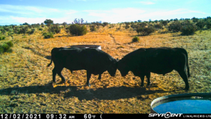 Headbutt Black Bulls New Mexico The Eason Ranch