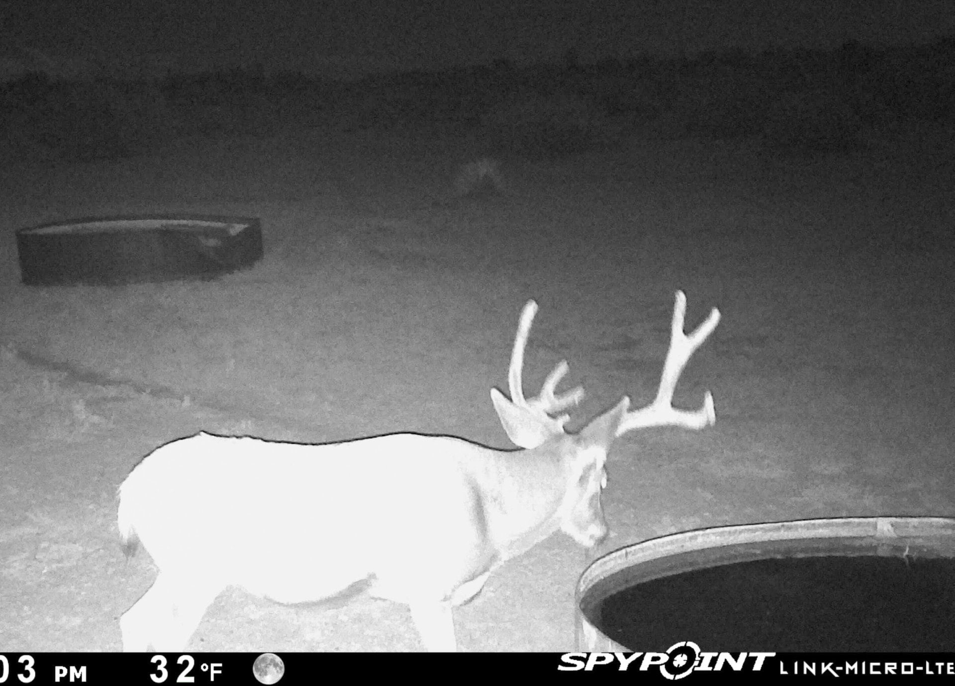 Night Buck Stealth Water Game Camera New Mexico The Eason Ranch