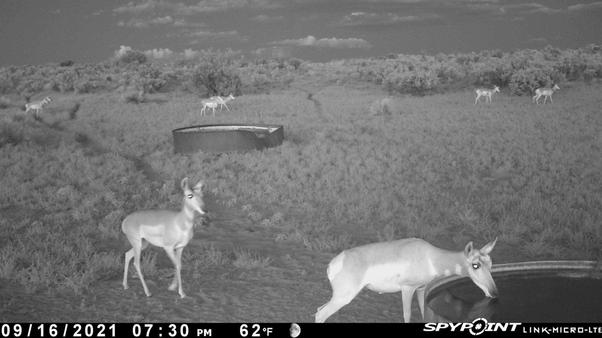 antelope drinking new mexico the eason ranch