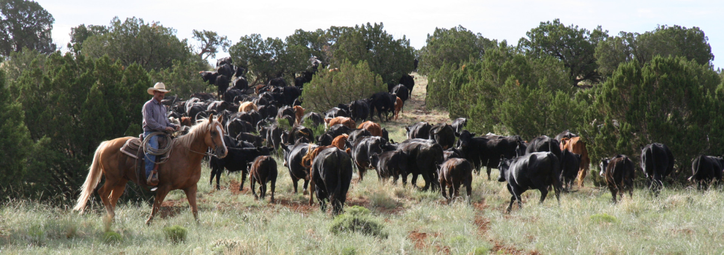 Ox Yoke Ranch | Holbrook Arizona | Fay Ranches