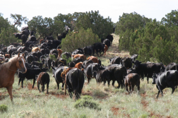 arizona cattle ranch for sale ox yoke ranch