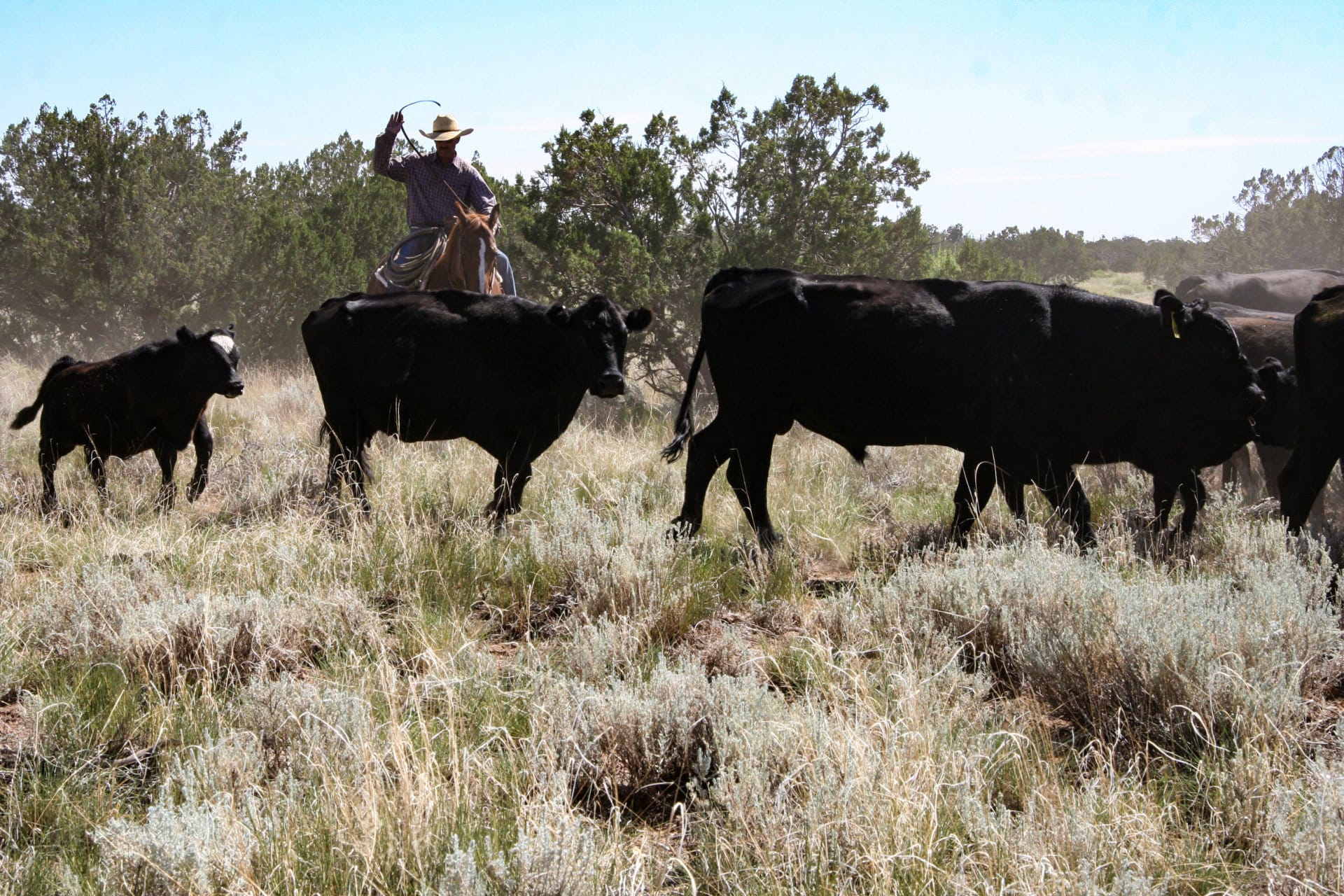 big calf arizona ox yoke ranch