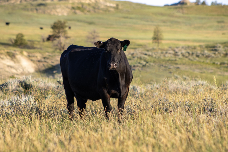 Square Butte Ranch Missouri River Breaks Square Butte Ranch | Sand Springs Montana | Fay ...