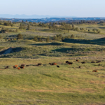 Cattle Grazing Open Pasture Square Butte Ranch Sand Springs MT