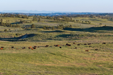 Cattle Grazing Open Pasture Square Butte Ranch Sand Springs MT