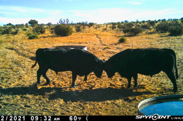 cattle property for sale New Mexico The Eason Ranch