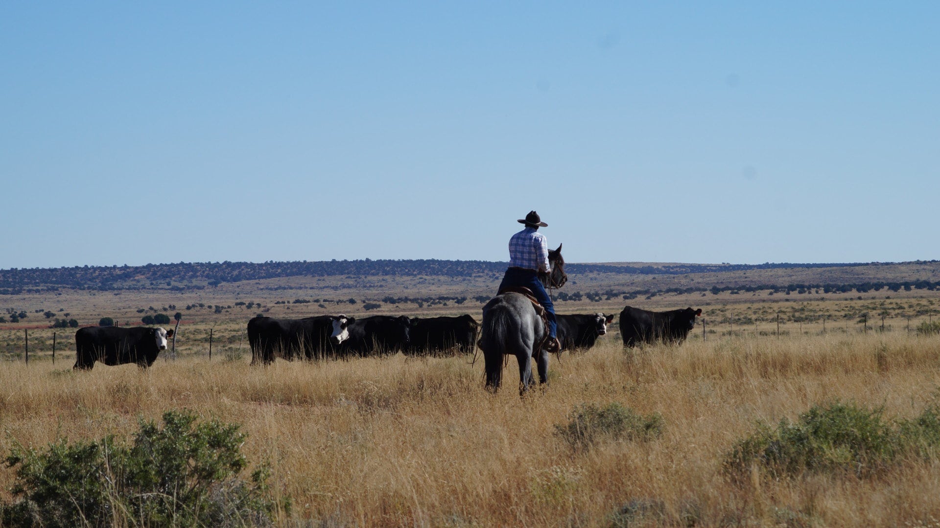 cowboy grass cattle arizona ox yoke ranch