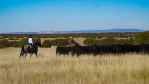 cows grass juniper arizona ox yoke ranch