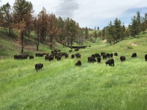 Cows in Green Grass Montana Missouri River Breaks Square Butte Ranch