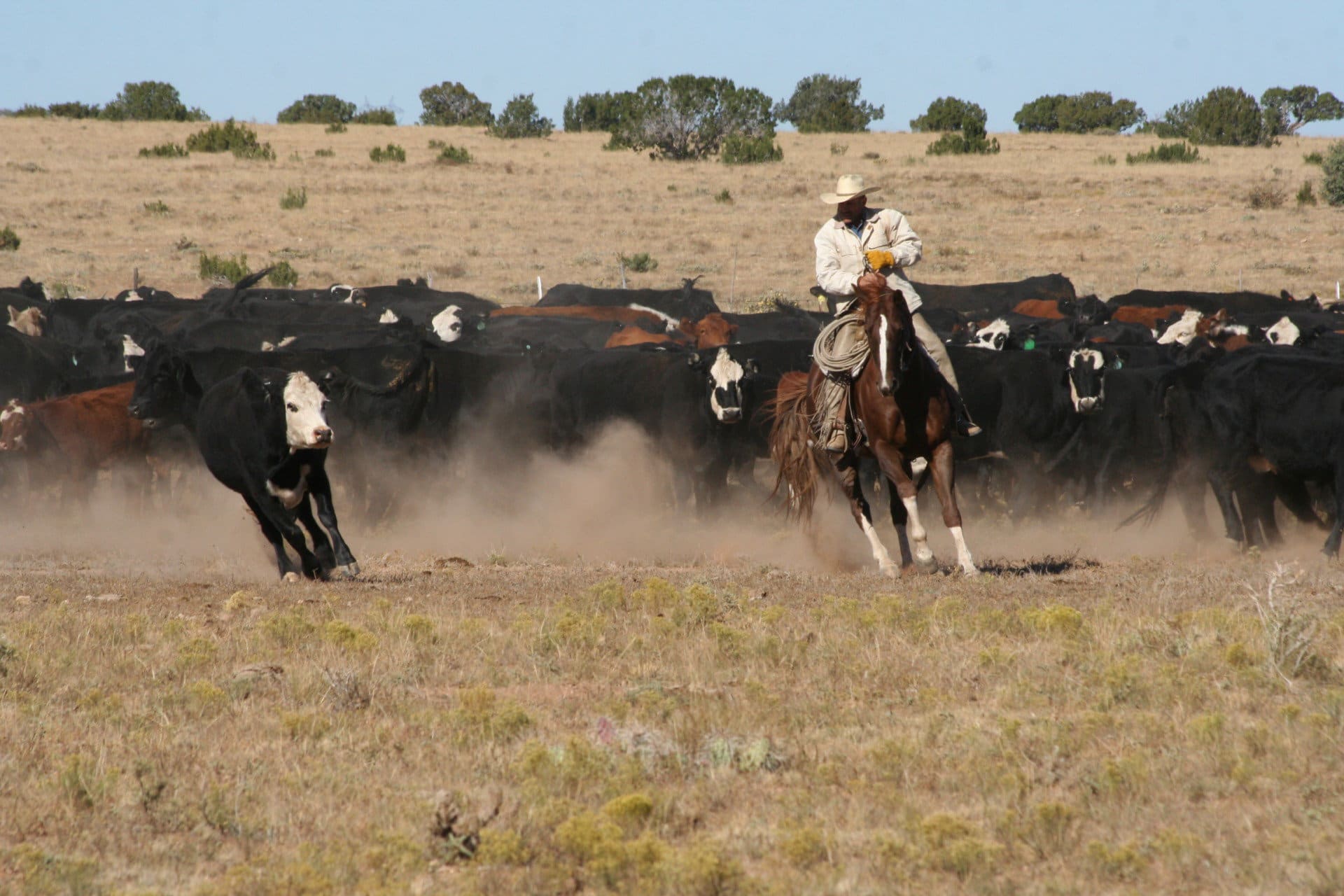 cutting cow from herd arizona ox yoke ranch