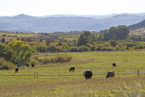 deep creek wildlife sanctuary montana cows
