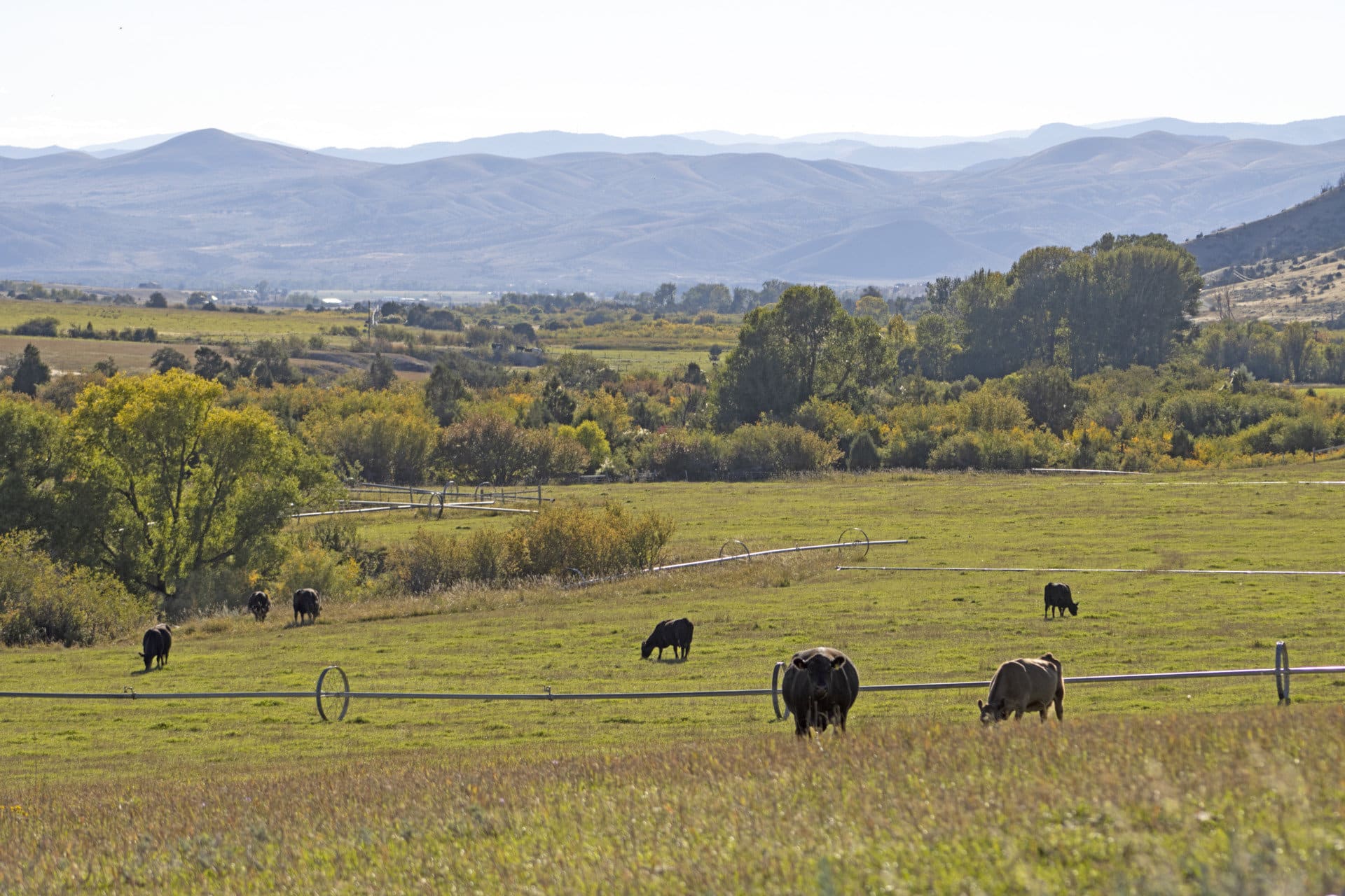 deep creek wildlife sanctuary montana cows