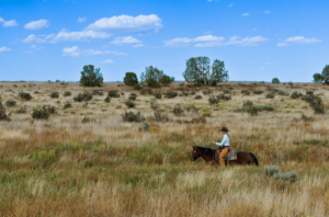 deep grass colorado saddoris ranch east