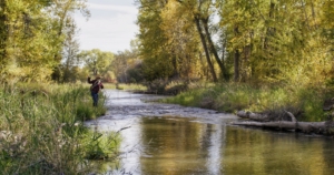 fly fishing montana spring river farm on the shields river