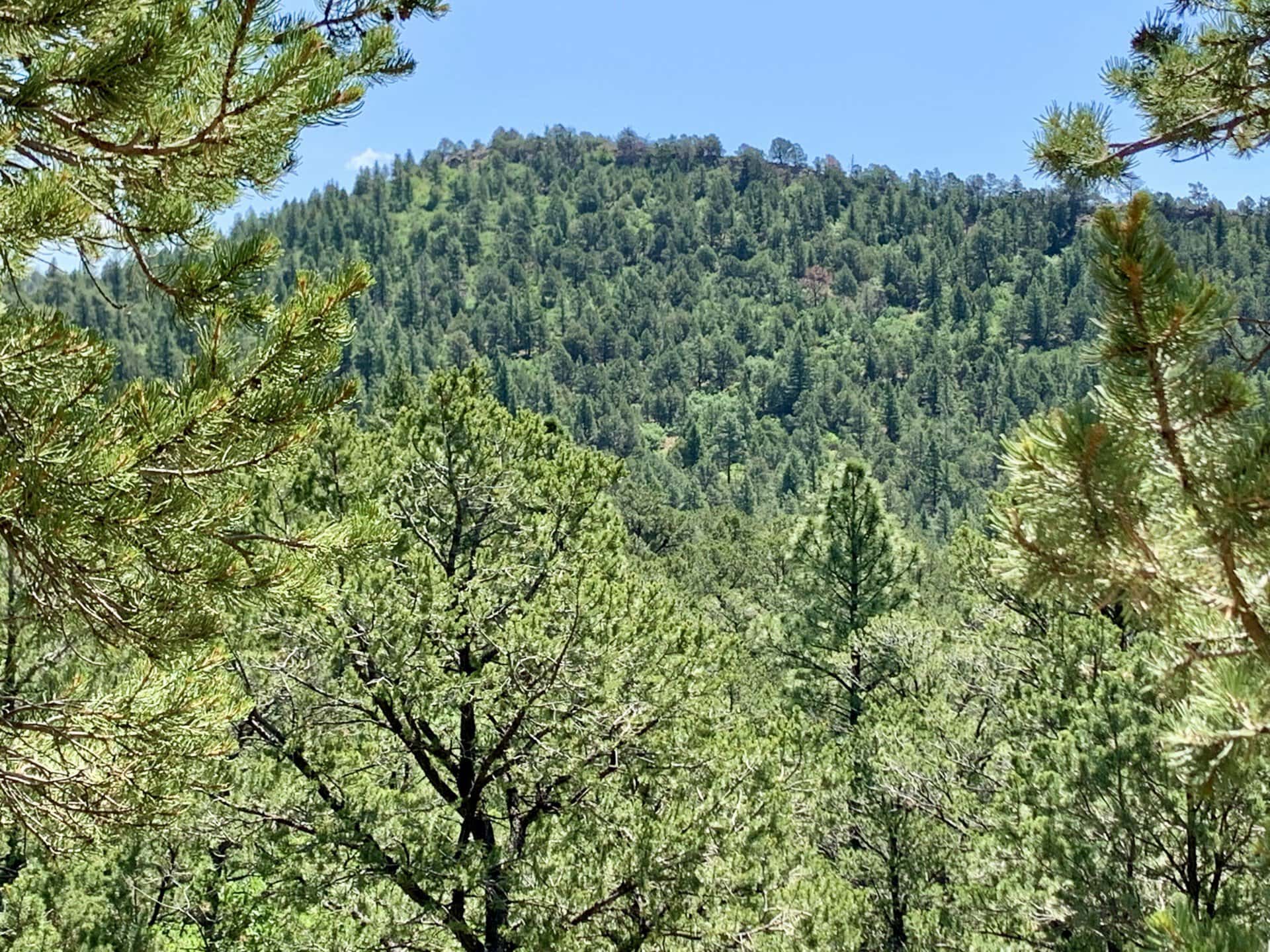 forested hill east new mexico romero hills ranch