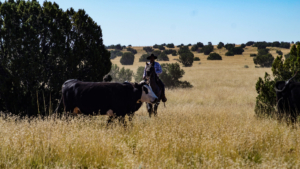 grass cow cowboy arizona ox yoke ranch