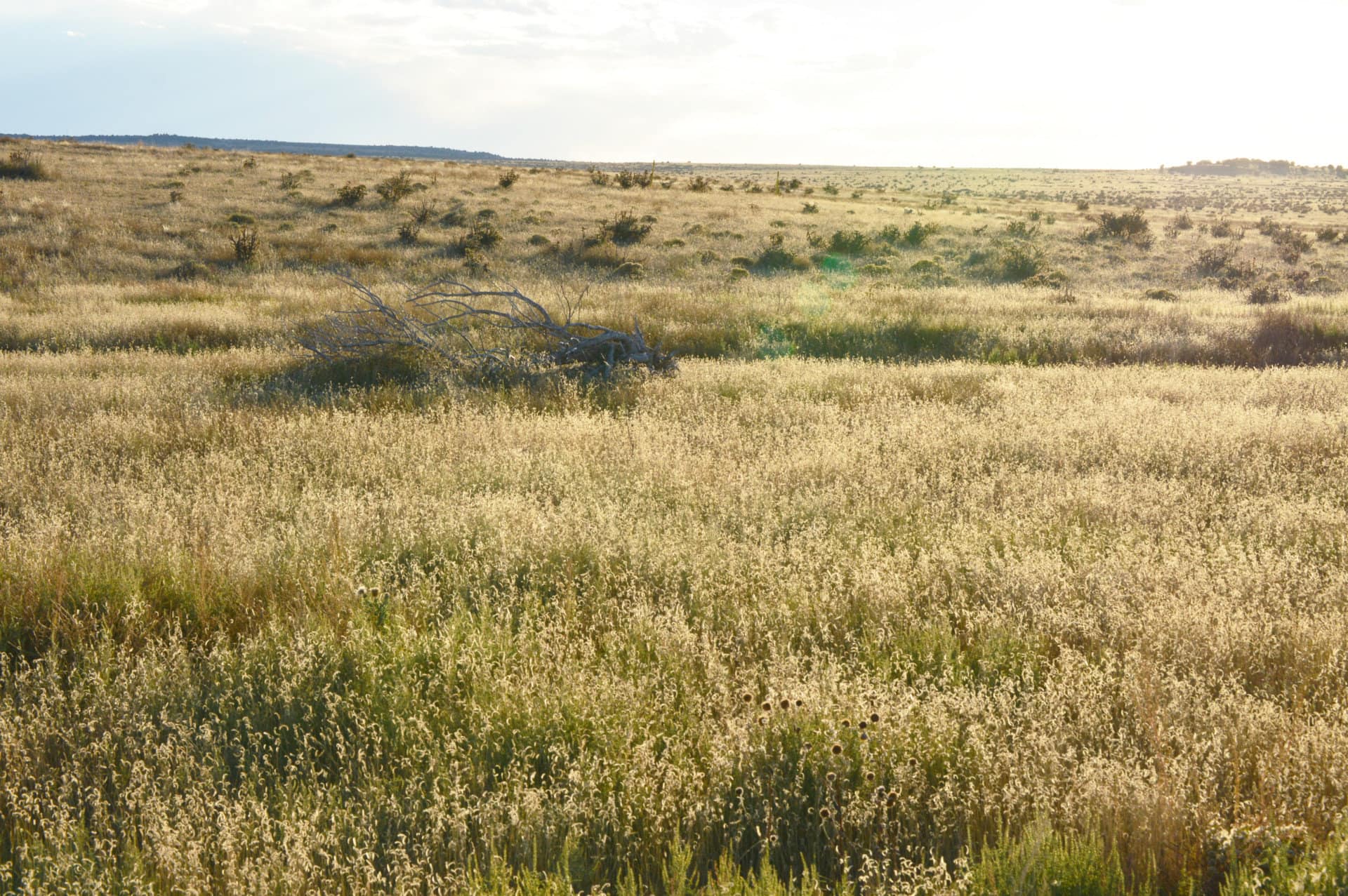 grassy bottom along pintada creek drainage colorado saddoris ranch east