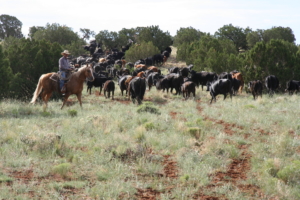 horseback moving through juniper arizona ox yoke ranch