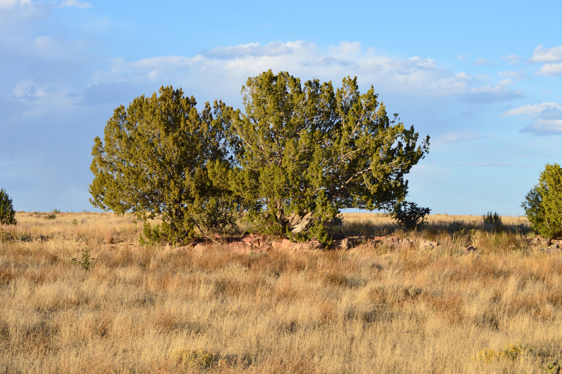 juniper and rocks colorado saddoris ranch east