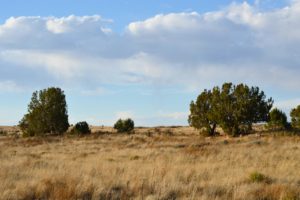 juniper trees on the north side colorado saddoris ranch east