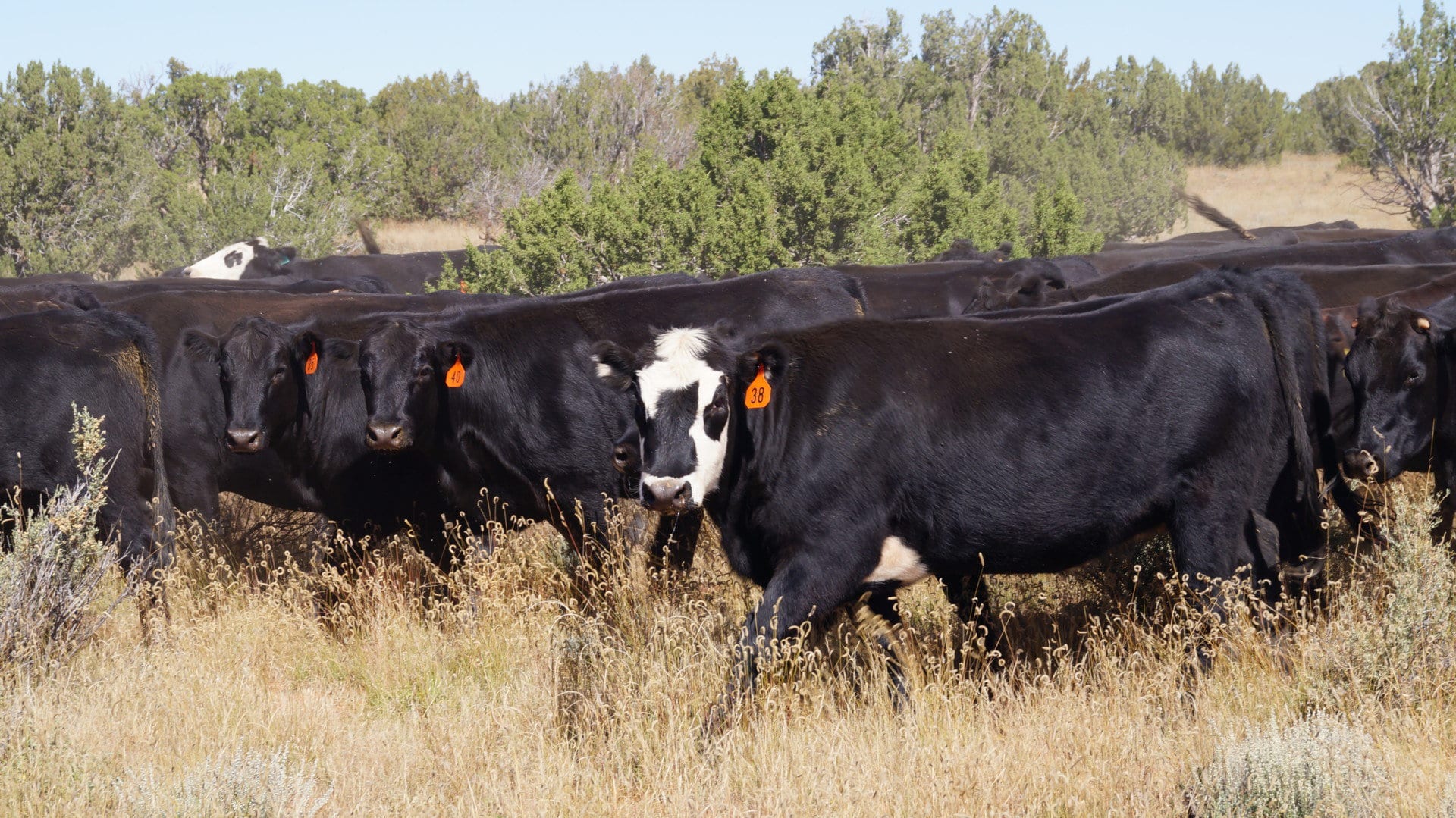ladies looking good arizona ox yoke ranch