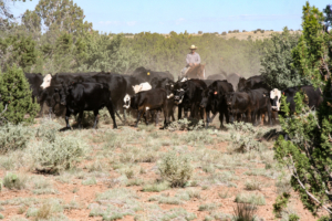 moving pastures arizona ox yoke ranch (2)