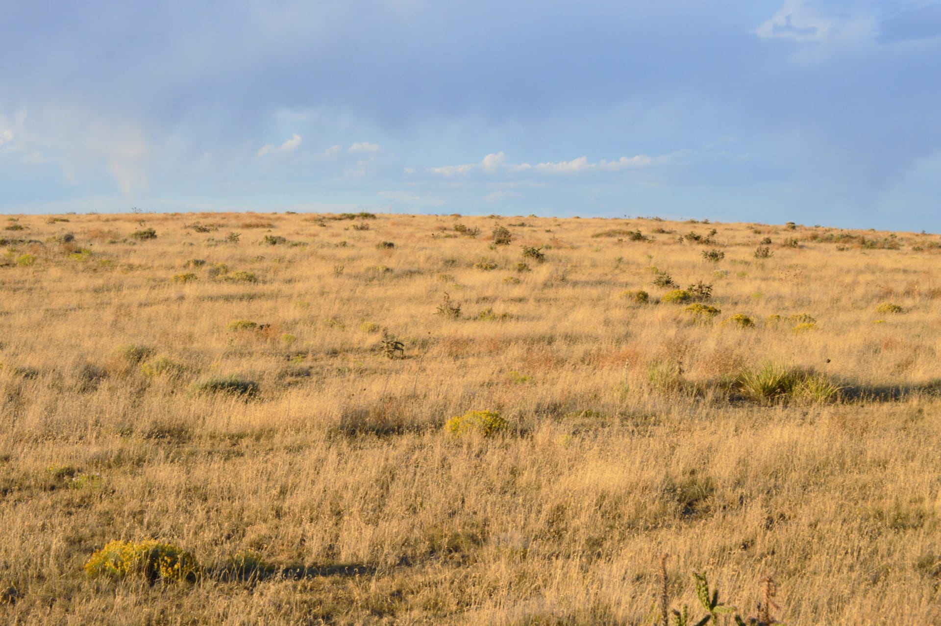 northern hill colorado saddoris ranch east