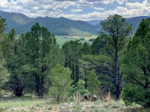 pinons southwest new mexico romero hills ranch