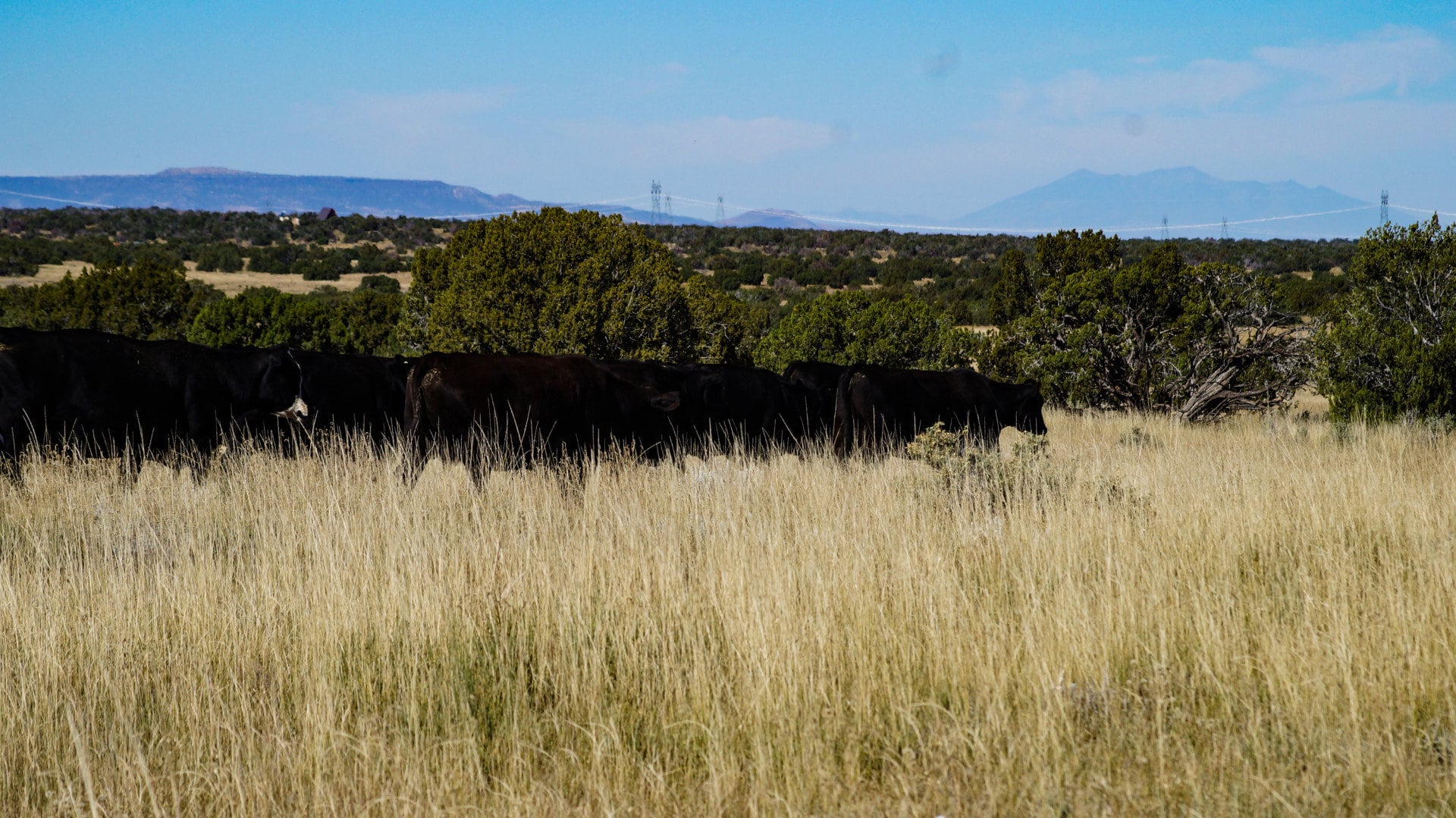 tall grass fat cows arizona ox yoke ranch