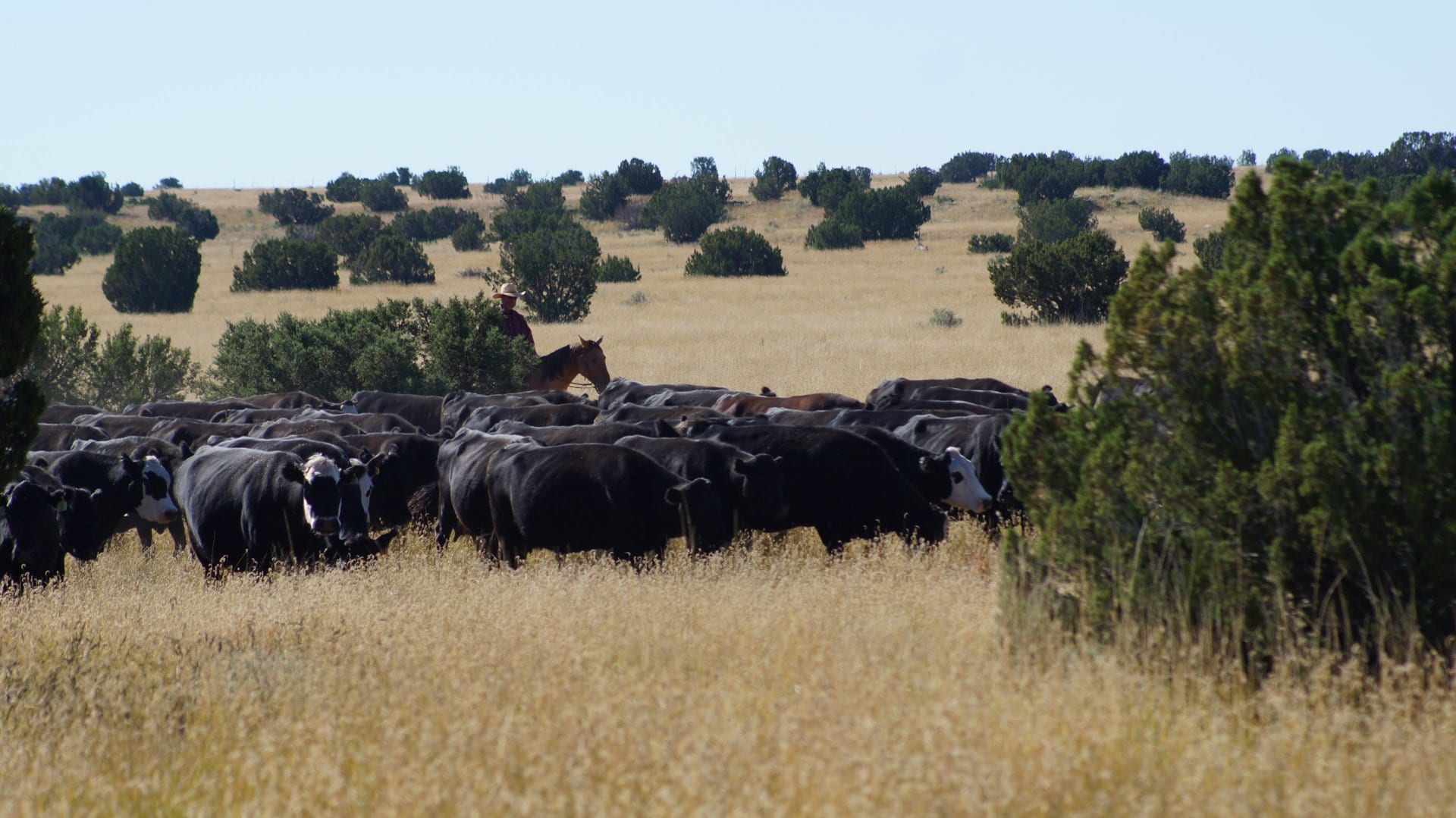 tall grass moving cattle herd arizona ox yoke ranch