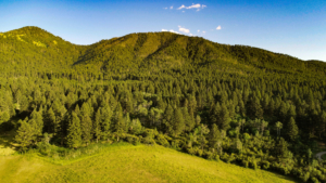 trees montana windcall ranch
