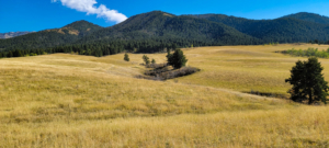 winter grazing montana windcall ranch