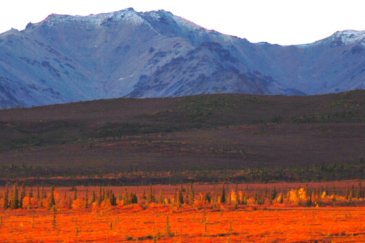 alaska land for sale earthsong lodge
