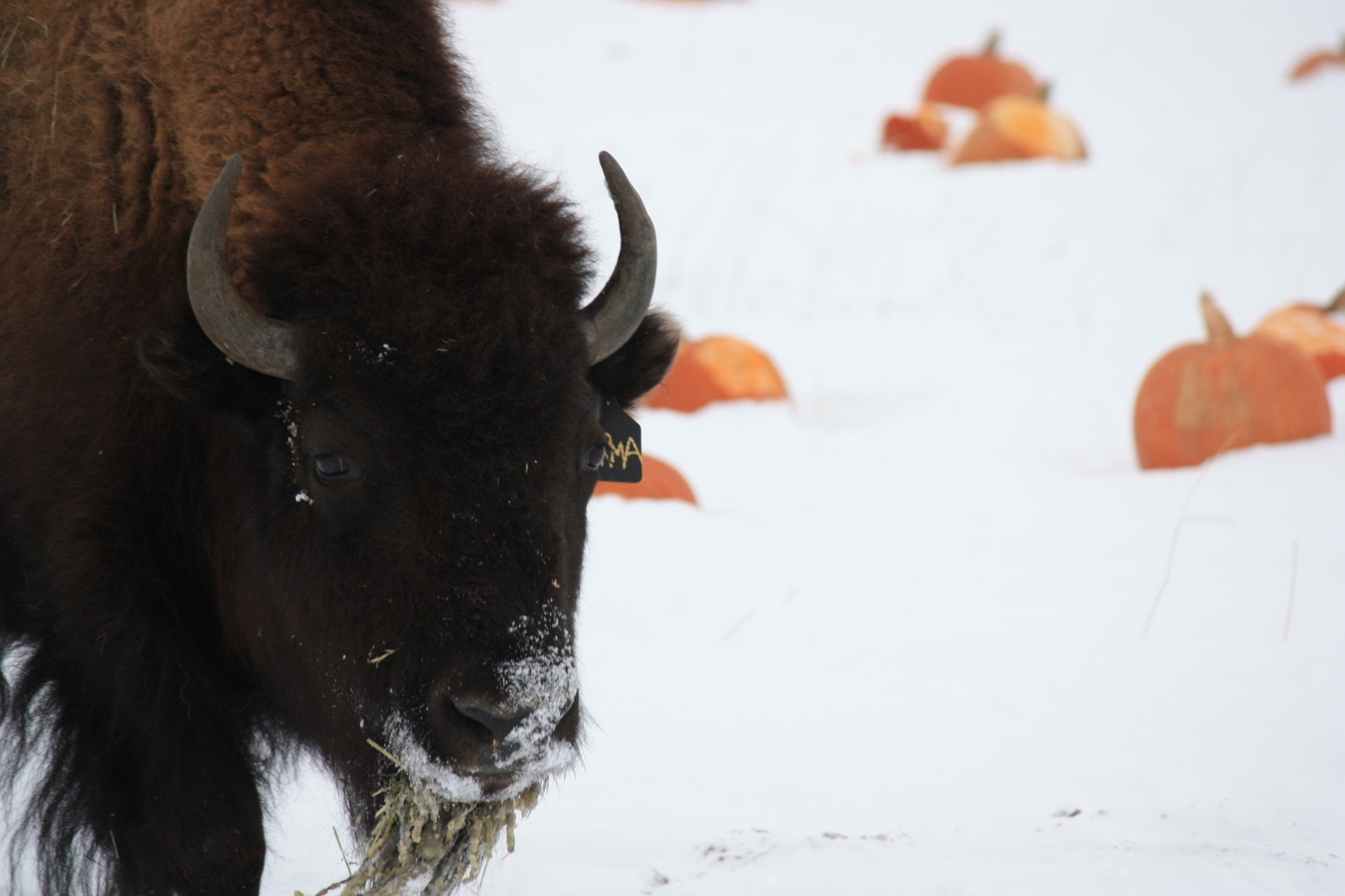 bison montana buffalo jump equestrian estate