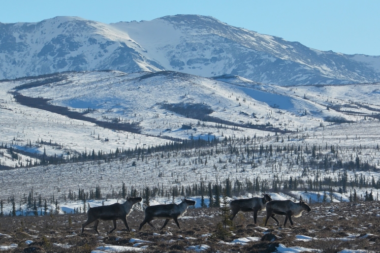 EarthSong Lodge | Healy Alaska | Fay Ranches