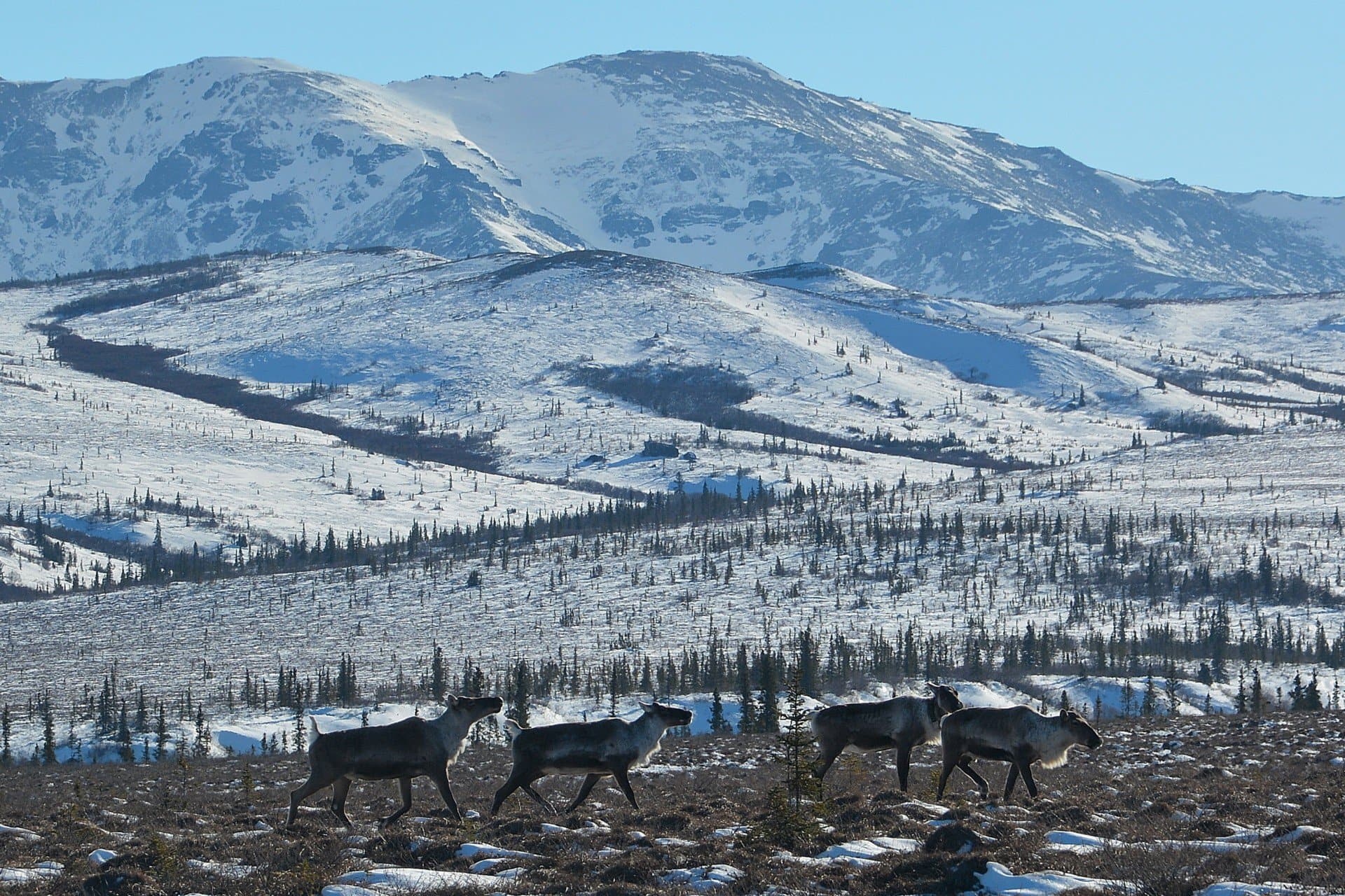 caribou and tundra alaska earthsong lodge